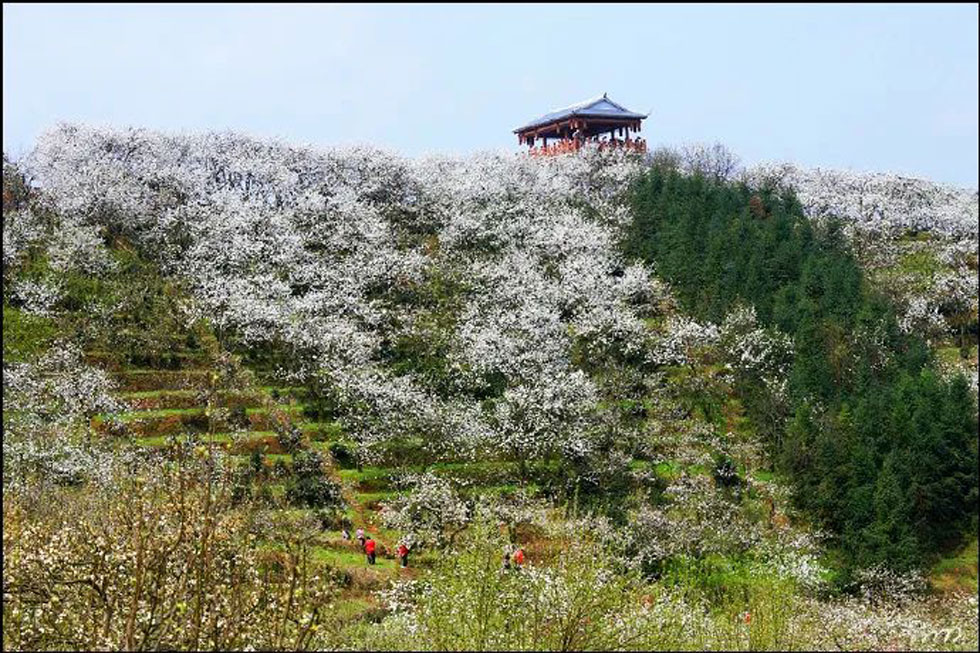 【春天，广西桂林灌阳县向您发出邀请！】我们在灌阳看梨花 - 游山玩水 - 济源生活社区 - 济源28生活网 jiyuan.28life.net
