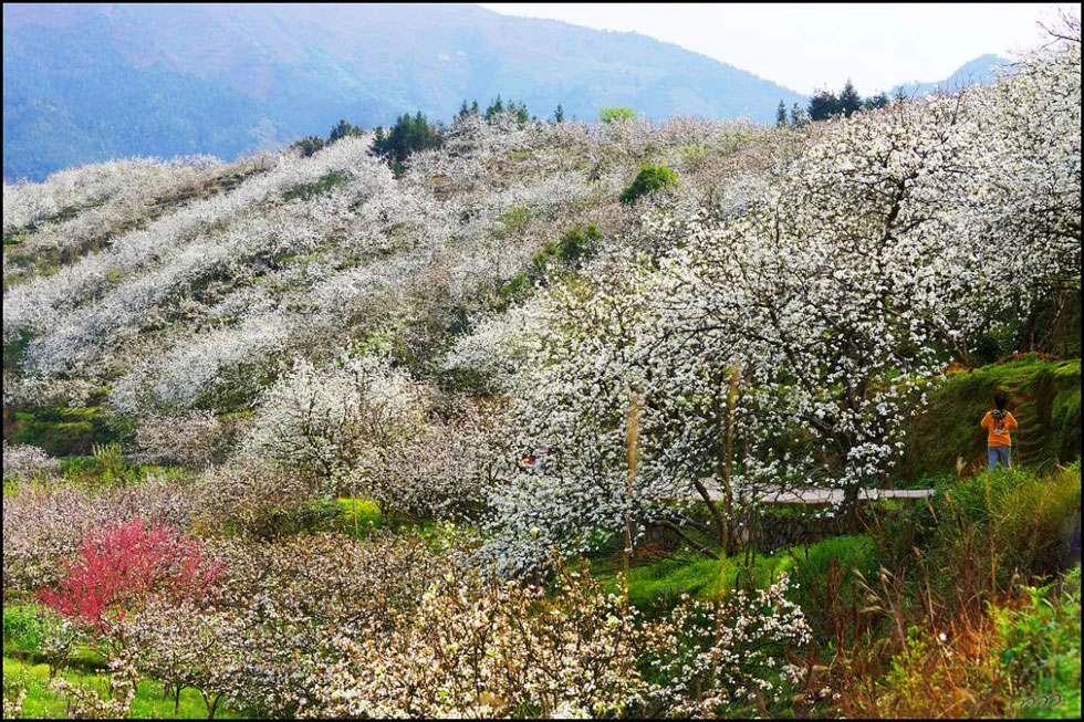 【春天，广西桂林灌阳县向您发出邀请！】我们在灌阳看梨花 - 游山玩水 - 济源生活社区 - 济源28生活网 jiyuan.28life.net