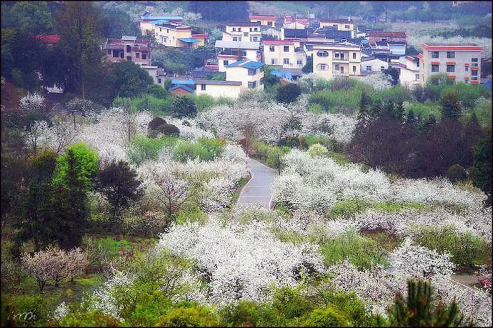 【春天，广西桂林灌阳县向您发出邀请！】我们在灌阳看梨花 - 游山玩水 - 济源生活社区 - 济源28生活网 jiyuan.28life.net