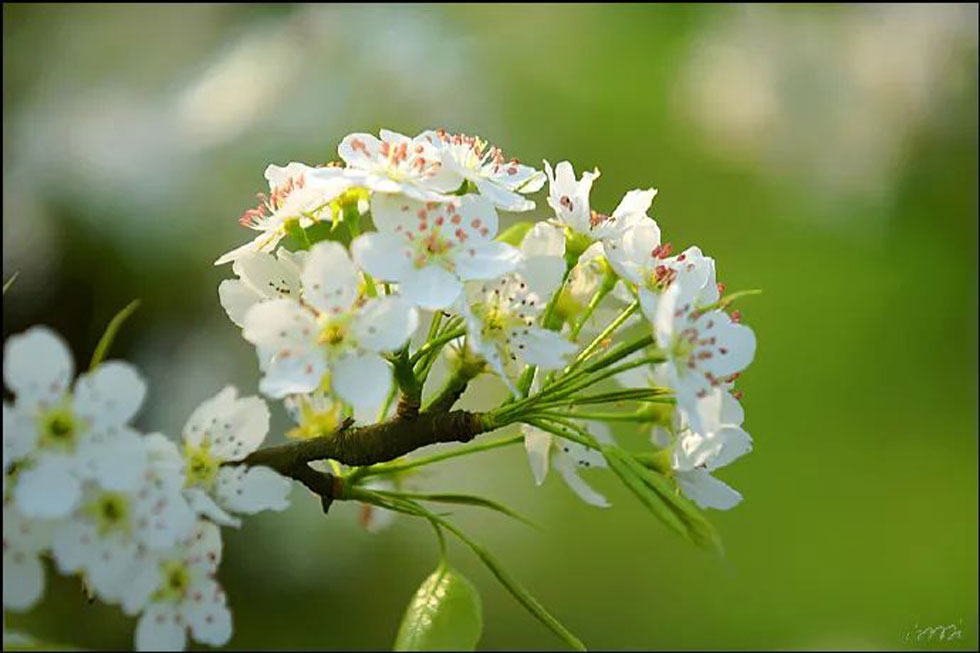 【春天，广西桂林灌阳县向您发出邀请！】我们在灌阳看梨花 - 游山玩水 - 济源生活社区 - 济源28生活网 jiyuan.28life.net