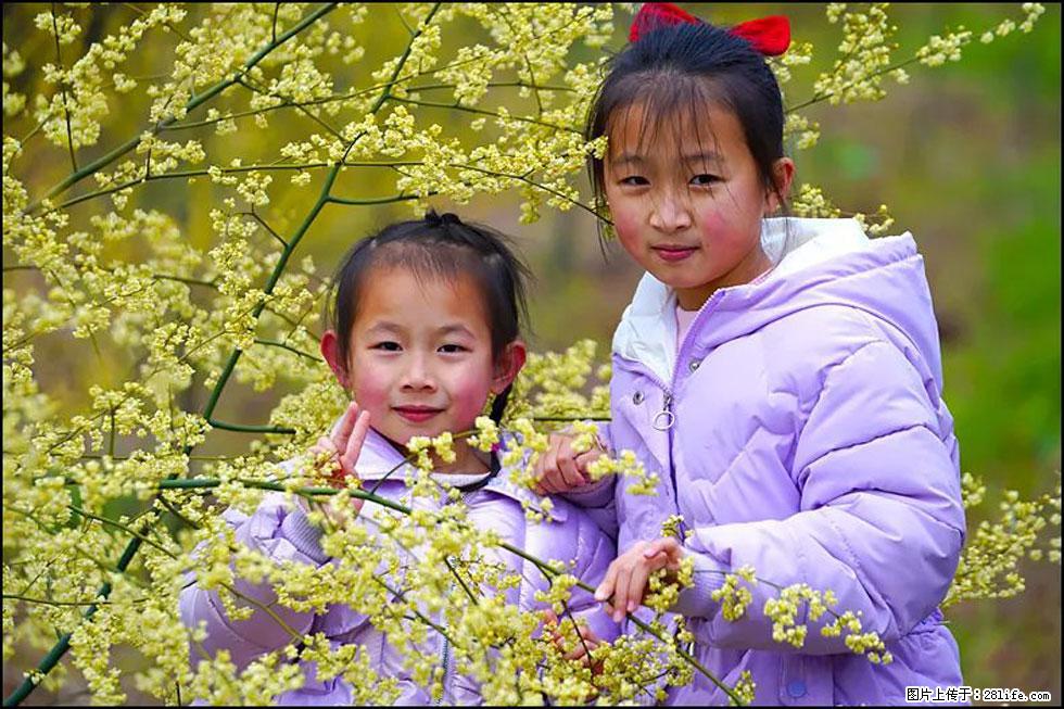 【春天，广西桂林灌阳县向您发出邀请！】米珠山前有片山苍子花在飘香 - 游山玩水 - 济源生活社区 - 济源28生活网 jiyuan.28life.net