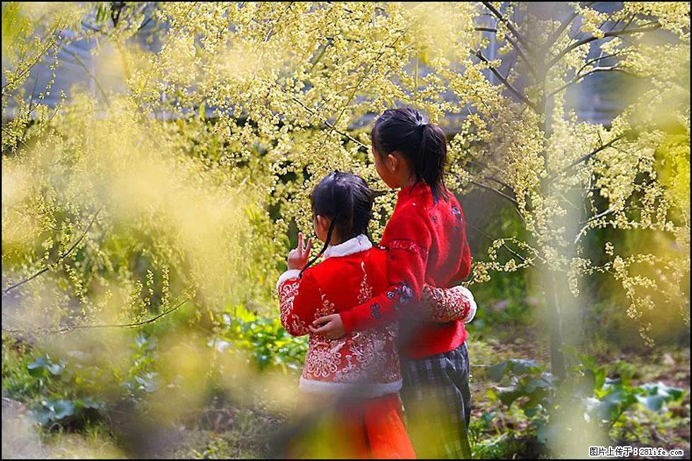 【春天，广西桂林灌阳县向您发出邀请！】米珠山前有片山苍子花在飘香 - 游山玩水 - 济源生活社区 - 济源28生活网 jiyuan.28life.net