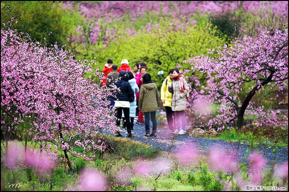 【春天，广西桂林灌阳县向您发出邀请！】官庄村有个醉美的桃花园 - 游山玩水 - 济源生活社区 - 济源28生活网 jiyuan.28life.net