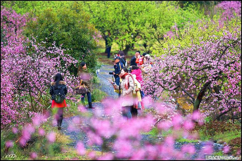 【春天，广西桂林灌阳县向您发出邀请！】官庄村有个醉美的桃花园 - 游山玩水 - 济源生活社区 - 济源28生活网 jiyuan.28life.net