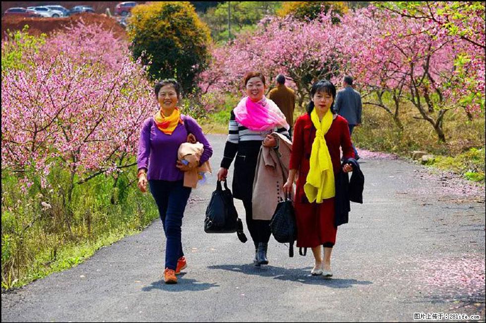 【春天，广西桂林灌阳县向您发出邀请！】官庄村有个醉美的桃花园 - 游山玩水 - 济源生活社区 - 济源28生活网 jiyuan.28life.net