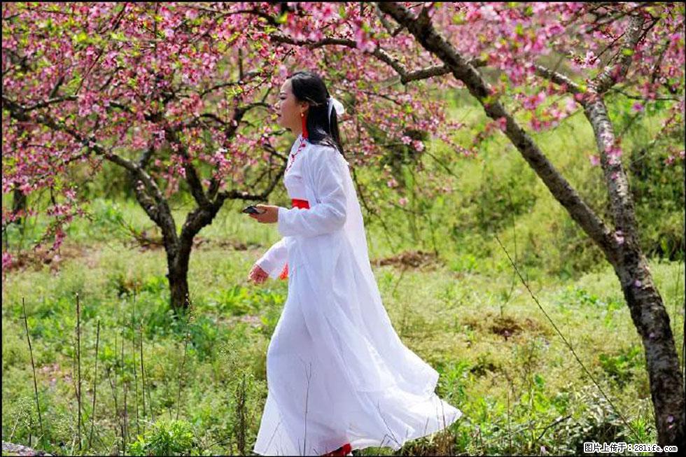 【春天，广西桂林灌阳县向您发出邀请！】官庄村有个醉美的桃花园 - 游山玩水 - 济源生活社区 - 济源28生活网 jiyuan.28life.net