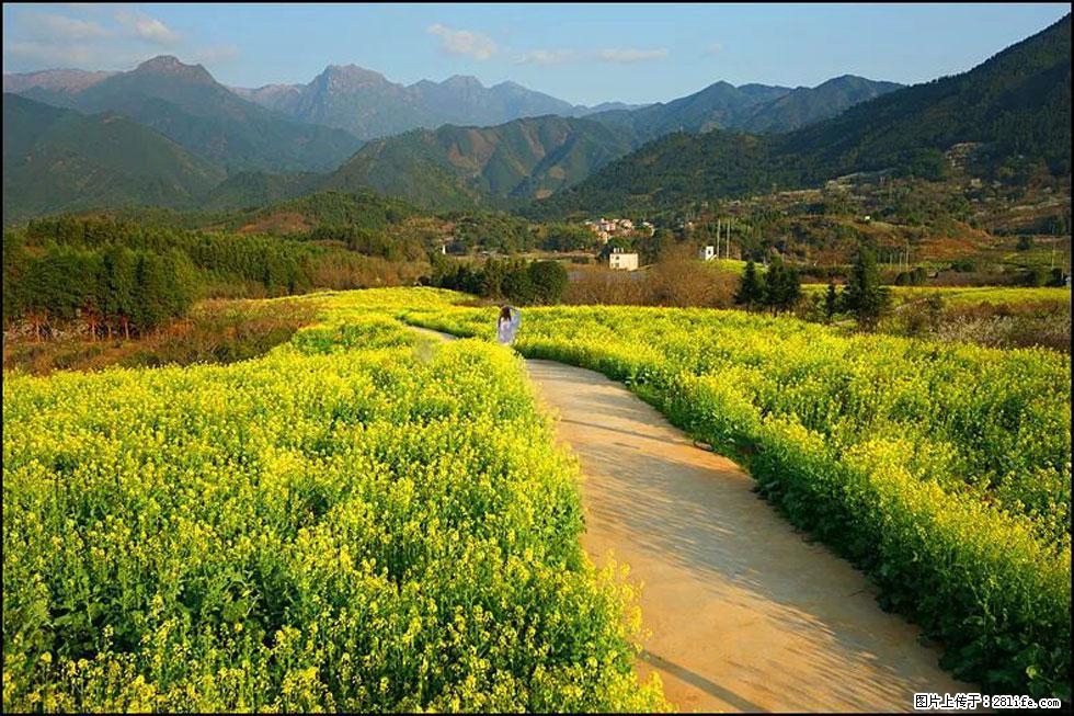 【春天，广西桂林灌阳县向您发出邀请！】长坪村油菜盛情花开 - 游山玩水 - 济源生活社区 - 济源28生活网 jiyuan.28life.net