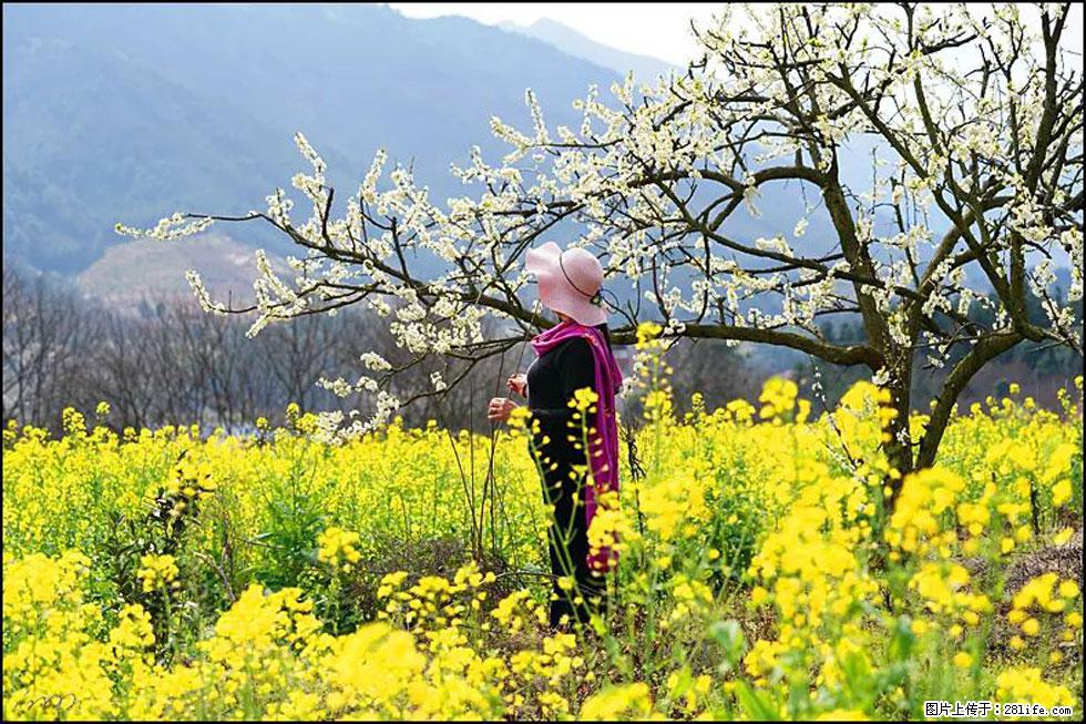 【春天，广西桂林灌阳县向您发出邀请！】长坪村油菜盛情花开 - 游山玩水 - 济源生活社区 - 济源28生活网 jiyuan.28life.net