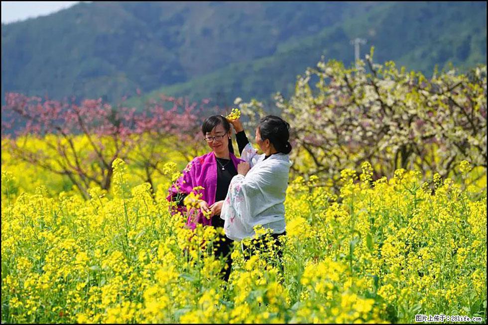 【春天，广西桂林灌阳县向您发出邀请！】长坪村油菜盛情花开 - 游山玩水 - 济源生活社区 - 济源28生活网 jiyuan.28life.net