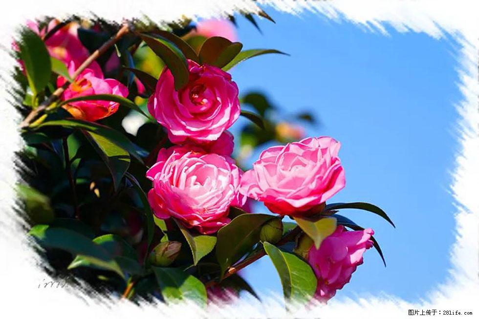 【春天，广西桂林灌阳县向您发出邀请！】杨柳井茶花惹人爱 - 游山玩水 - 济源生活社区 - 济源28生活网 jiyuan.28life.net