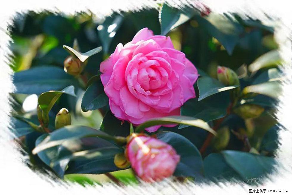 【春天，广西桂林灌阳县向您发出邀请！】杨柳井茶花惹人爱 - 游山玩水 - 济源生活社区 - 济源28生活网 jiyuan.28life.net