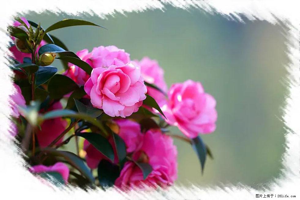 【春天，广西桂林灌阳县向您发出邀请！】杨柳井茶花惹人爱 - 游山玩水 - 济源生活社区 - 济源28生活网 jiyuan.28life.net