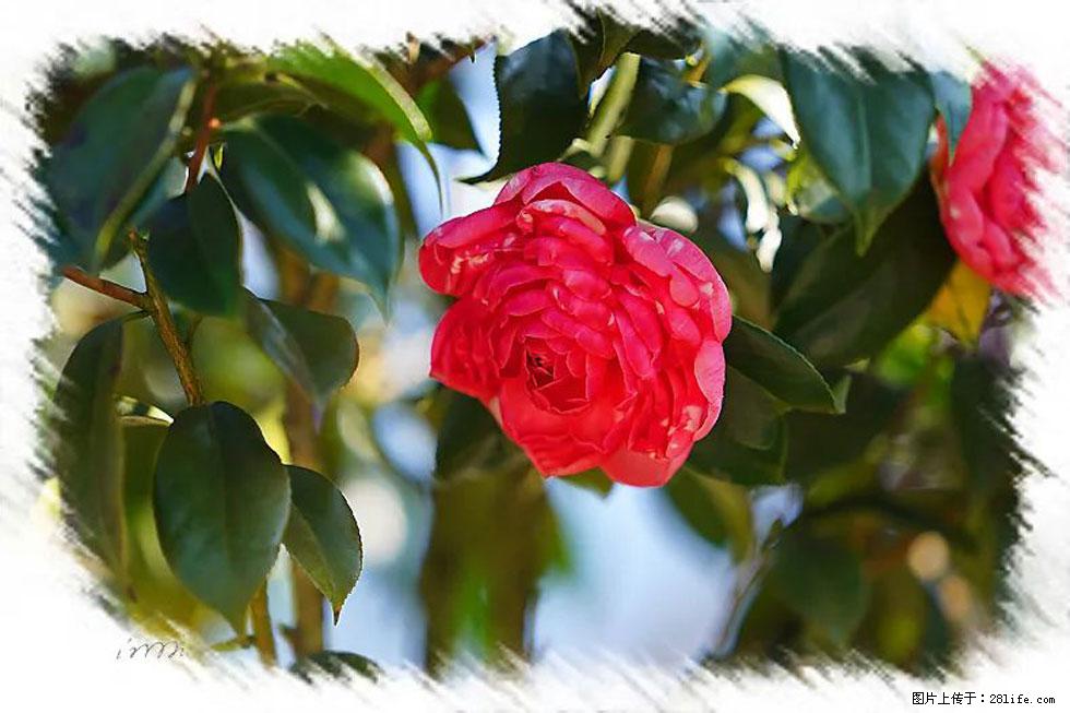 【春天，广西桂林灌阳县向您发出邀请！】杨柳井茶花惹人爱 - 游山玩水 - 济源生活社区 - 济源28生活网 jiyuan.28life.net