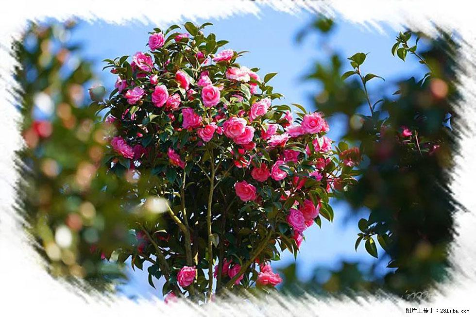 【春天，广西桂林灌阳县向您发出邀请！】杨柳井茶花惹人爱 - 游山玩水 - 济源生活社区 - 济源28生活网 jiyuan.28life.net
