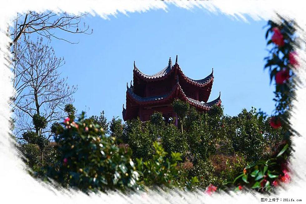 【春天，广西桂林灌阳县向您发出邀请！】杨柳井茶花惹人爱 - 游山玩水 - 济源生活社区 - 济源28生活网 jiyuan.28life.net