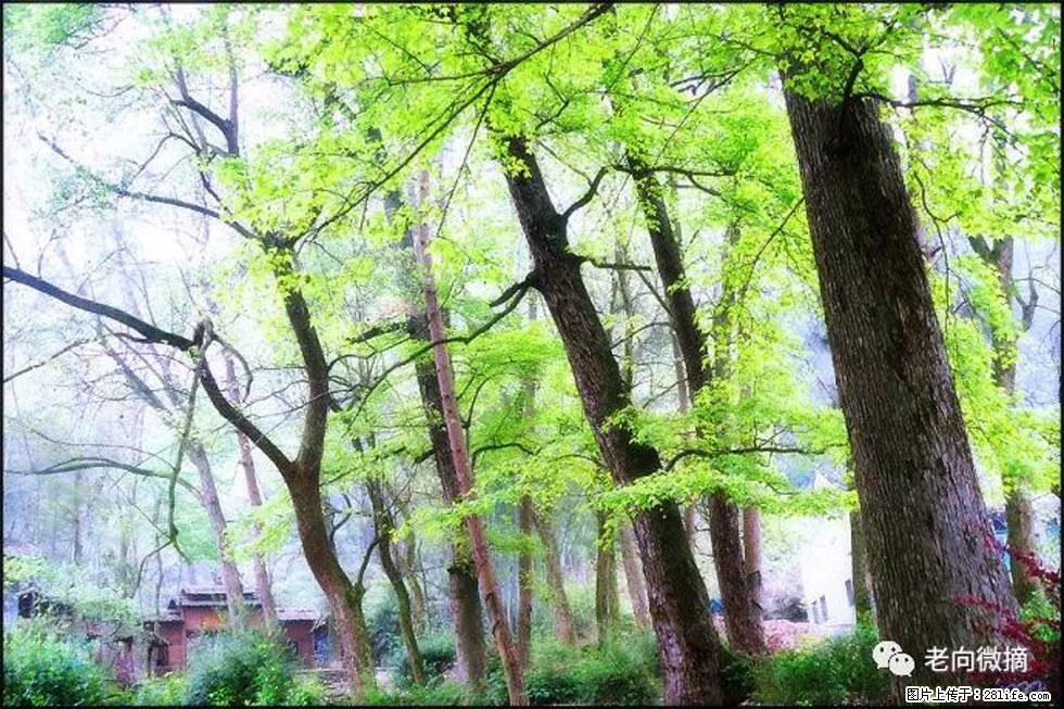 【春天，广西桂林灌阳县向您发出邀请！】在小龙村与春天约会 - 游山玩水 - 济源生活社区 - 济源28生活网 jiyuan.28life.net