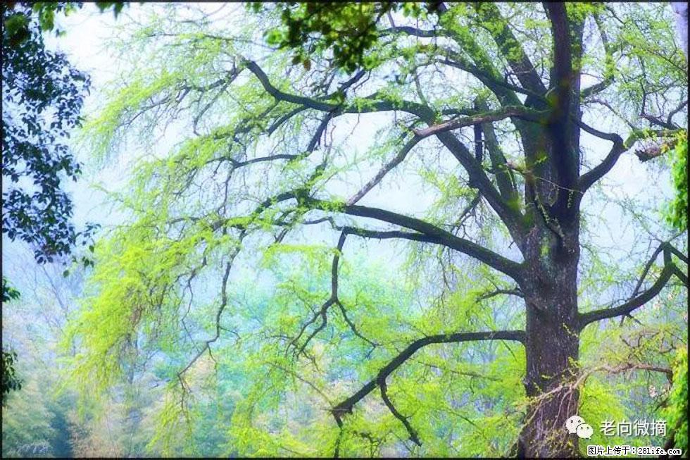 【春天，广西桂林灌阳县向您发出邀请！】在小龙村与春天约会 - 游山玩水 - 济源生活社区 - 济源28生活网 jiyuan.28life.net