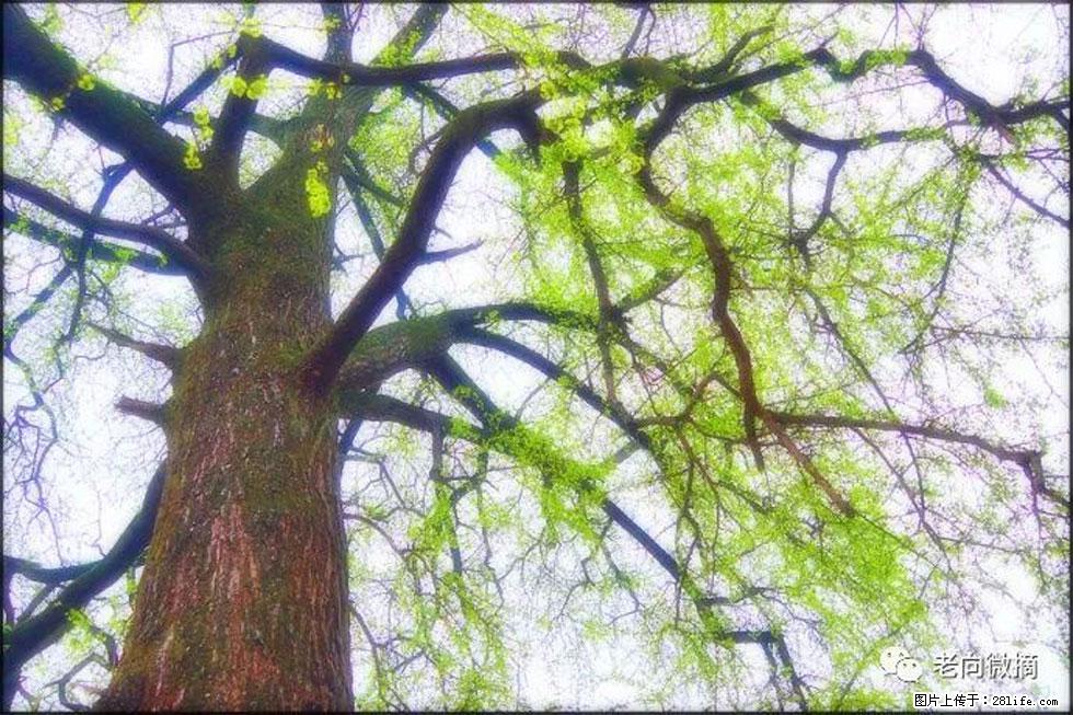 【春天，广西桂林灌阳县向您发出邀请！】在小龙村与春天约会 - 游山玩水 - 济源生活社区 - 济源28生活网 jiyuan.28life.net