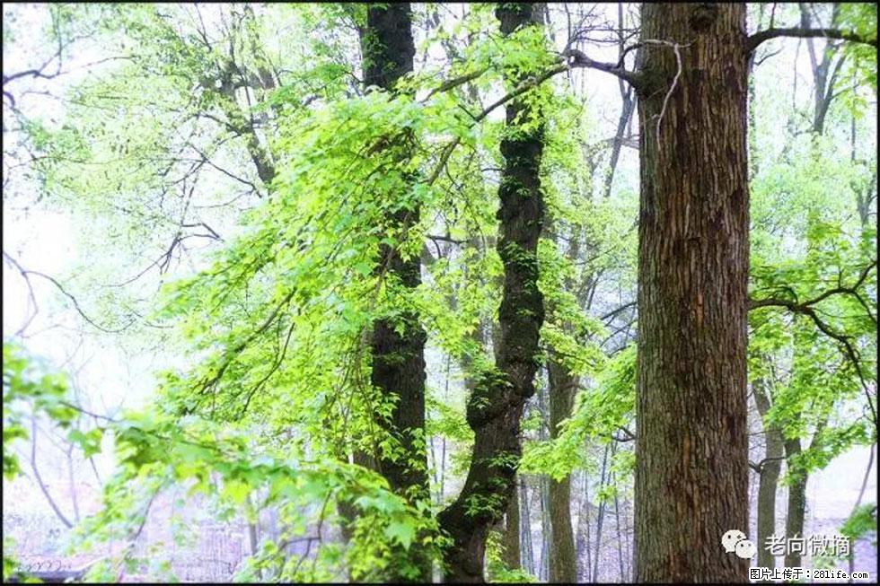 【春天，广西桂林灌阳县向您发出邀请！】在小龙村与春天约会 - 游山玩水 - 济源生活社区 - 济源28生活网 jiyuan.28life.net