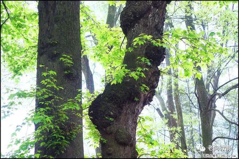 【春天，广西桂林灌阳县向您发出邀请！】在小龙村与春天约会 - 游山玩水 - 济源生活社区 - 济源28生活网 jiyuan.28life.net