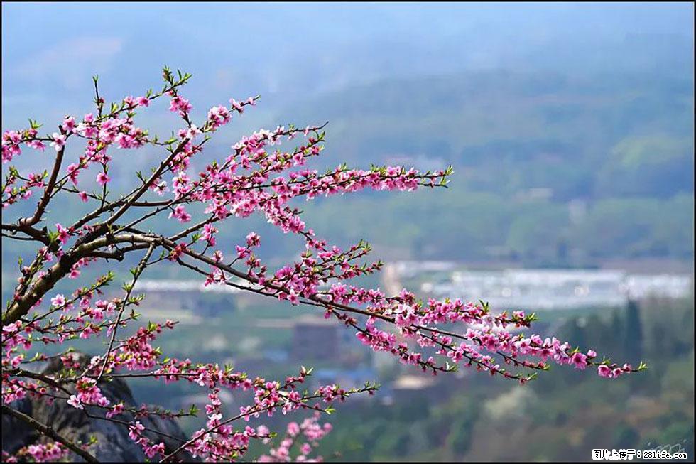 【春天，广西桂林灌阳县向您发出邀请！】望月岭上桃花开 - 游山玩水 - 济源生活社区 - 济源28生活网 jiyuan.28life.net