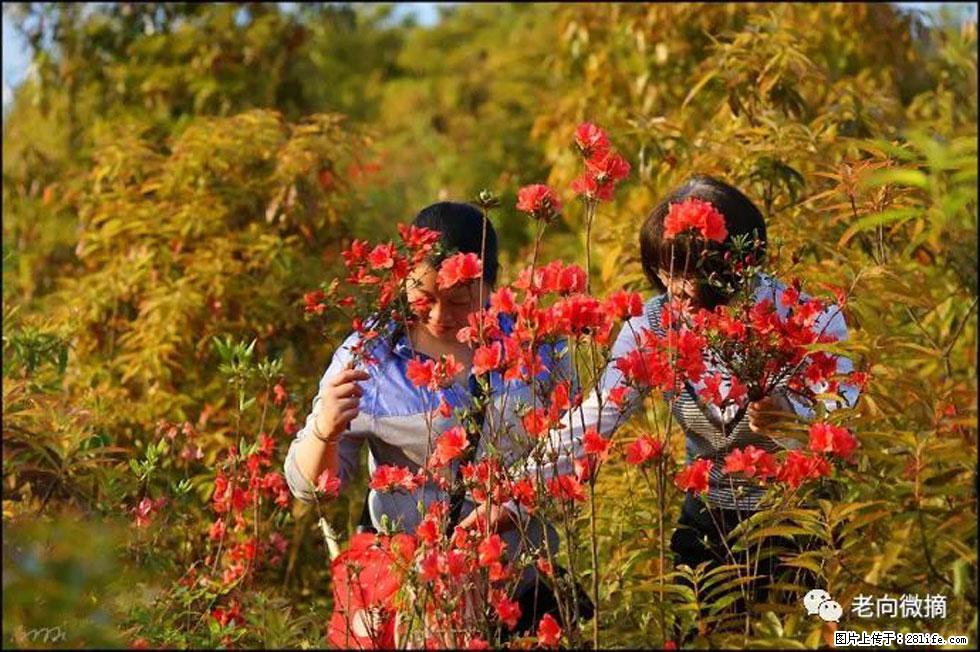 【春天，广西桂林灌阳县向您发出邀请！】登麒麟山，相约映山红 - 游山玩水 - 济源生活社区 - 济源28生活网 jiyuan.28life.net