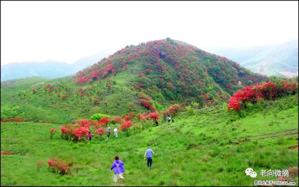【春天，广西桂林灌阳县向您发出邀请！】宝盖山上映山红 - 游山玩水 - 济源生活社区 - 济源28生活网 jiyuan.28life.net