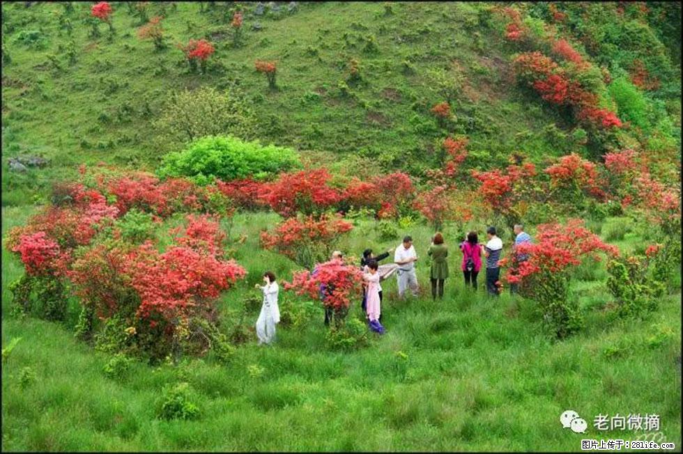 【春天，广西桂林灌阳县向您发出邀请！】宝盖山上映山红 - 游山玩水 - 济源生活社区 - 济源28生活网 jiyuan.28life.net