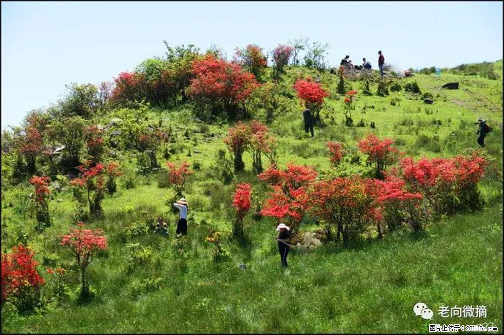 【春天，广西桂林灌阳县向您发出邀请！】宝盖山上映山红 - 游山玩水 - 济源生活社区 - 济源28生活网 jiyuan.28life.net