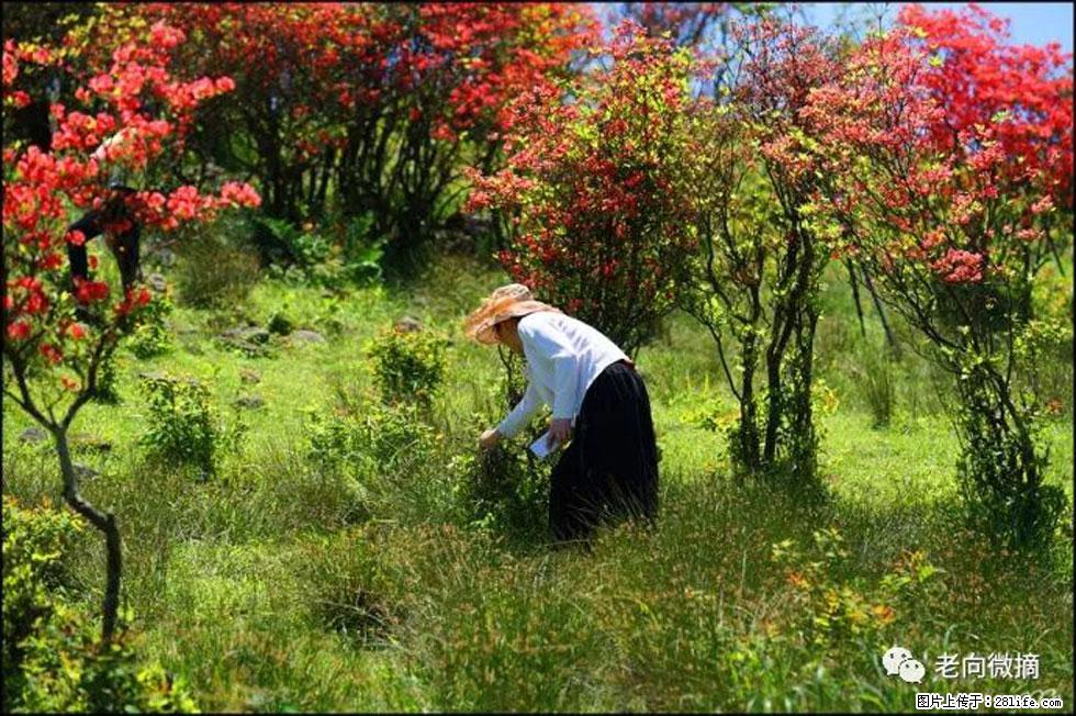 【春天，广西桂林灌阳县向您发出邀请！】宝盖山上映山红 - 游山玩水 - 济源生活社区 - 济源28生活网 jiyuan.28life.net