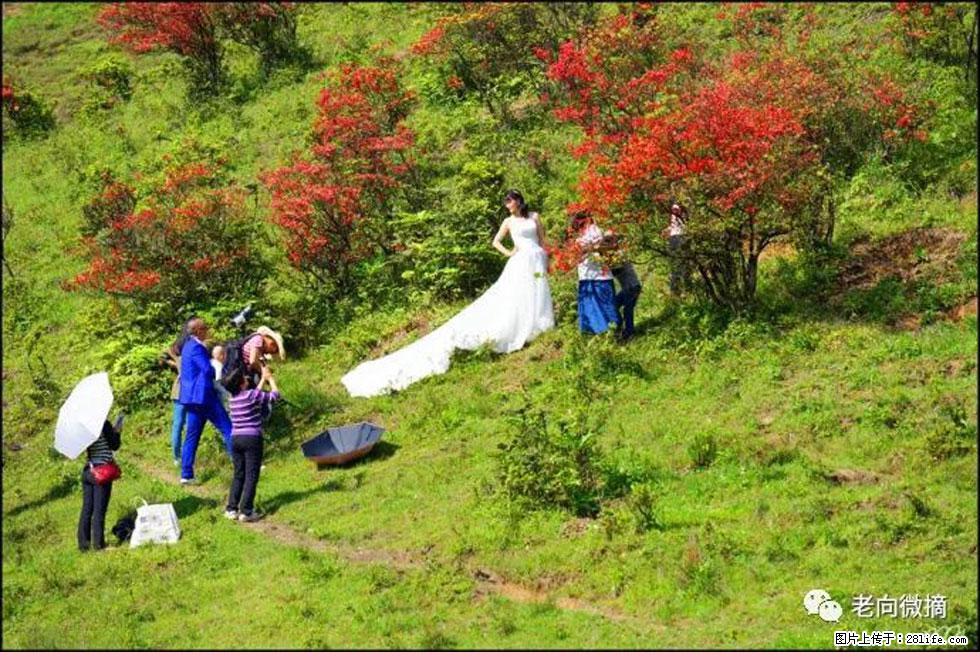 【春天，广西桂林灌阳县向您发出邀请！】宝盖山上映山红 - 游山玩水 - 济源生活社区 - 济源28生活网 jiyuan.28life.net
