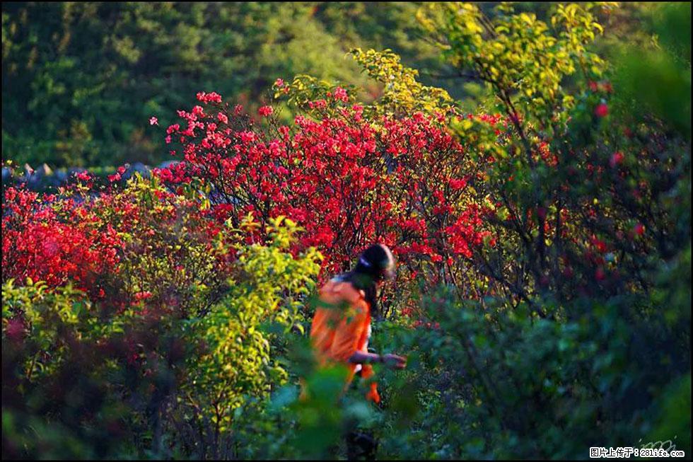 【春天，广西桂林灌阳县向您发出邀请！】春木界上映山红 - 游山玩水 - 济源生活社区 - 济源28生活网 jiyuan.28life.net