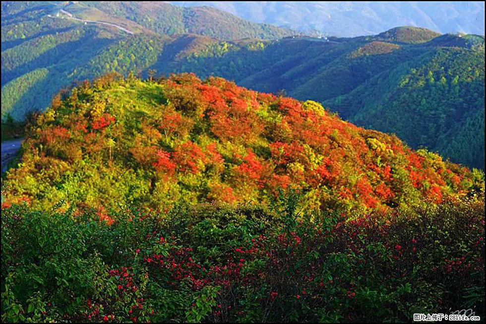 【春天，广西桂林灌阳县向您发出邀请！】春木界上映山红 - 游山玩水 - 济源生活社区 - 济源28生活网 jiyuan.28life.net
