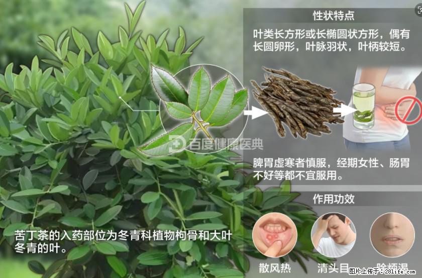 苦丁茶有哪些功效和作用 - 生活百科 - 济源生活社区 - 济源28生活网 jiyuan.28life.net