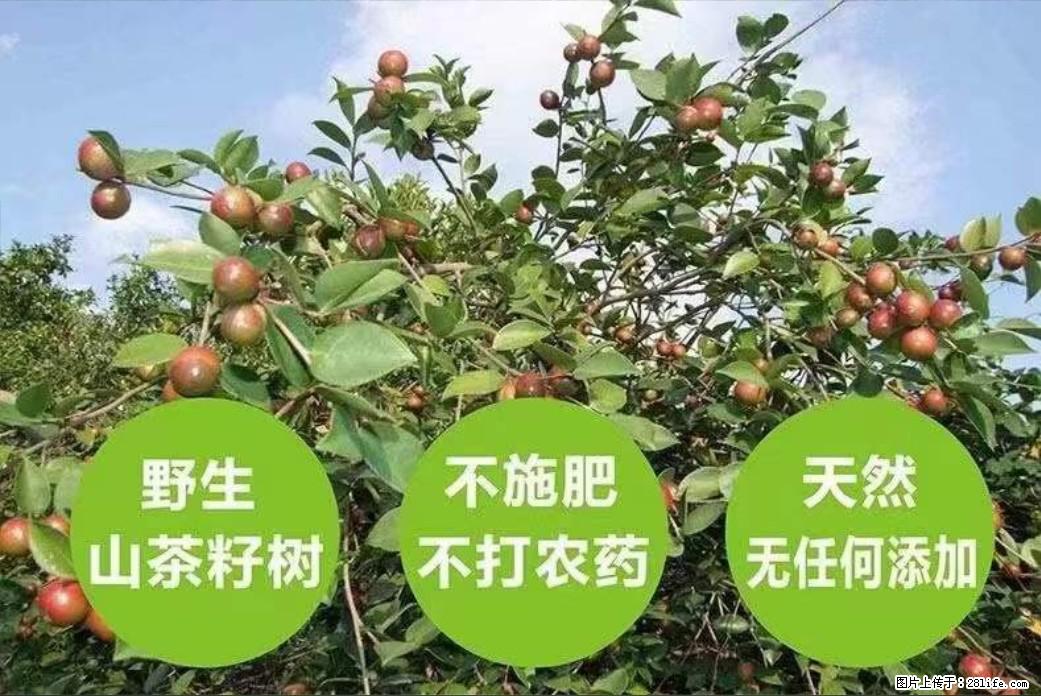 【灌阳县油茶产业示范区】一个有着充实的精神生活的人，对待身外之物自会有一种淡泊的态度 - 美食天地 - 济源生活社区 - 济源28生活网 jiyuan.28life.net
