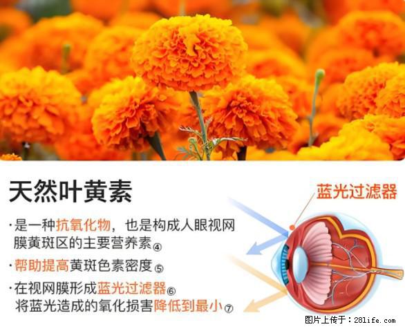 叶黄素有什么功效和作用 - 生活百科 - 济源生活社区 - 济源28生活网 jiyuan.28life.net
