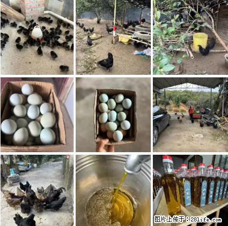 油茶园从小鸡仔开始养起的纯土鸡、土鸡蛋可以预定啦！还有前几天刚榨的纯山茶油哦 - 土特产 - 饮食特产 - 济源分类信息 - 济源28生活网 jiyuan.28life.net