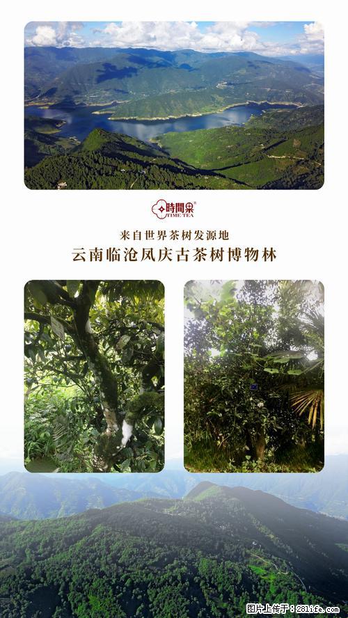 时间果百年古树2025年春红茶 - 购物交流 - 济源生活社区 - 济源28生活网 jiyuan.28life.net