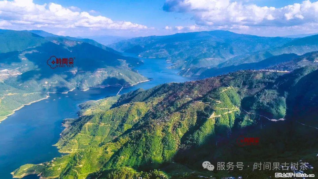 时间果百年古树龙珠普洱生茶 - 购物交流 - 济源生活社区 - 济源28生活网 jiyuan.28life.net
