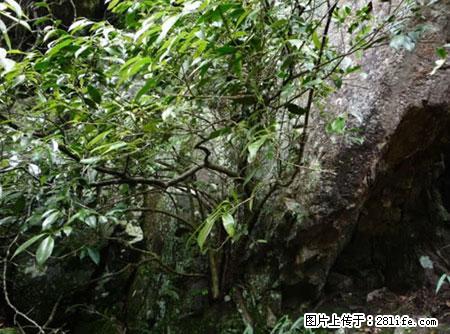 平乐石崖茶，珍贵仅次于金花茶 - 济源生活资讯 - 济源28生活网 jiyuan.28life.net