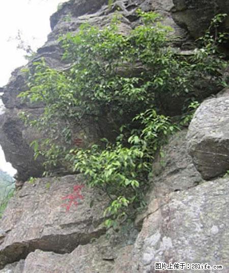 平乐石崖茶，珍贵仅次于金花茶 - 济源生活资讯 - 济源28生活网 jiyuan.28life.net
