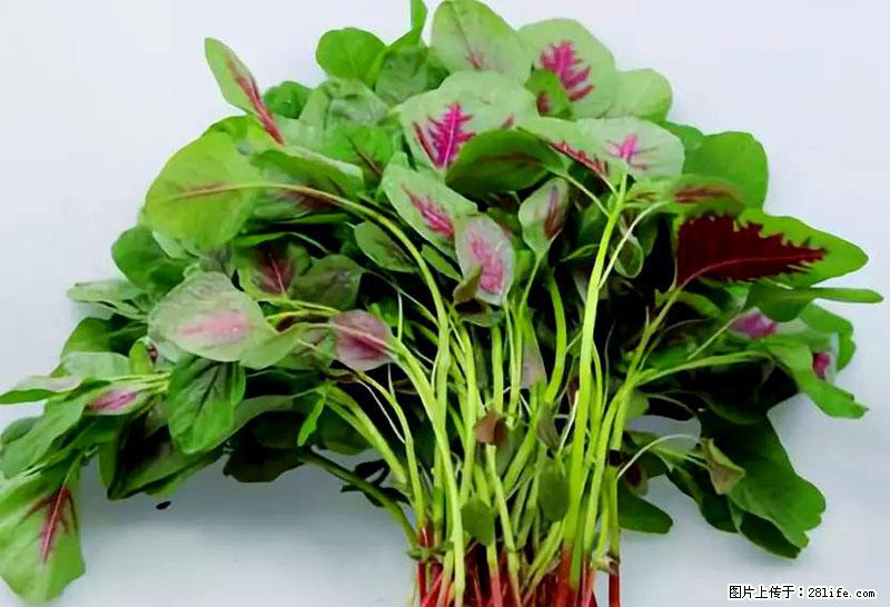 这些蔬菜是“天然钙片”，这6种被医生重点推荐 - 济源生活资讯 - 济源28生活网 jiyuan.28life.net
