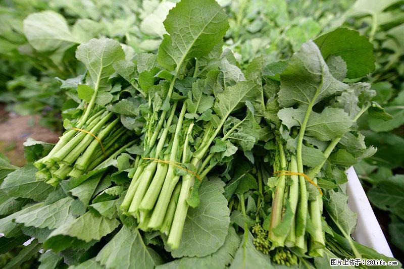 这些蔬菜是“天然钙片”，这6种被医生重点推荐 - 济源生活资讯 - 济源28生活网 jiyuan.28life.net